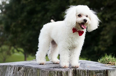 10 Most Popular Small Dog Breeds