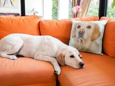 2022's Top 10 Most Memorable Pet Memorial Gifts