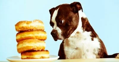 10 Kinds of Food That Could Harm Your Dogs