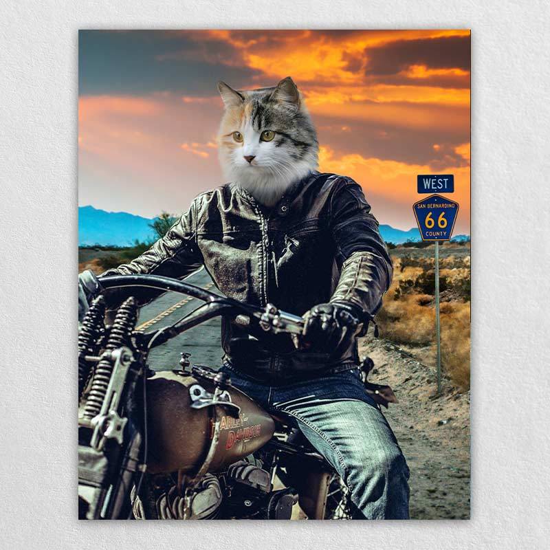 Motorcycle Rider Funny Cat Portraits Vogue Dog Portrait