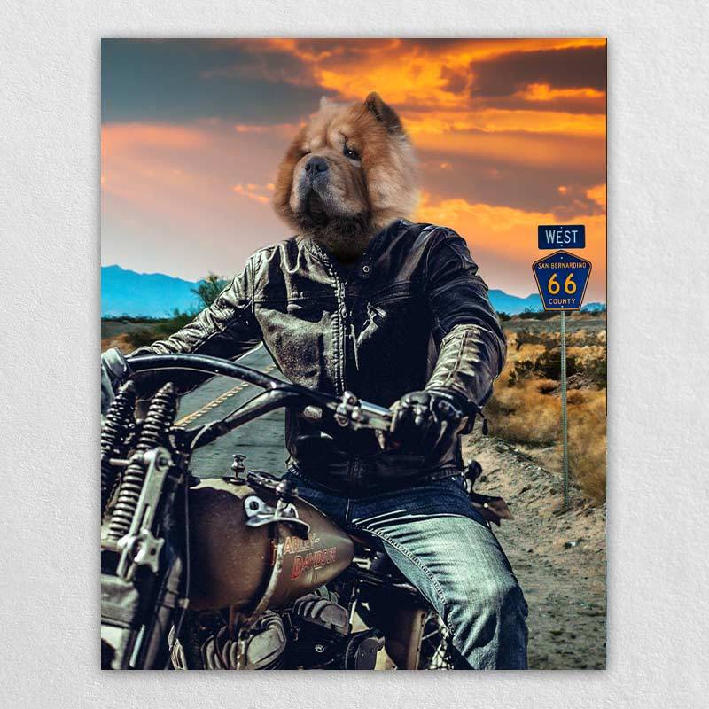 Motorcycle Rider Funny Cat Portraits Vogue Dog Portrait