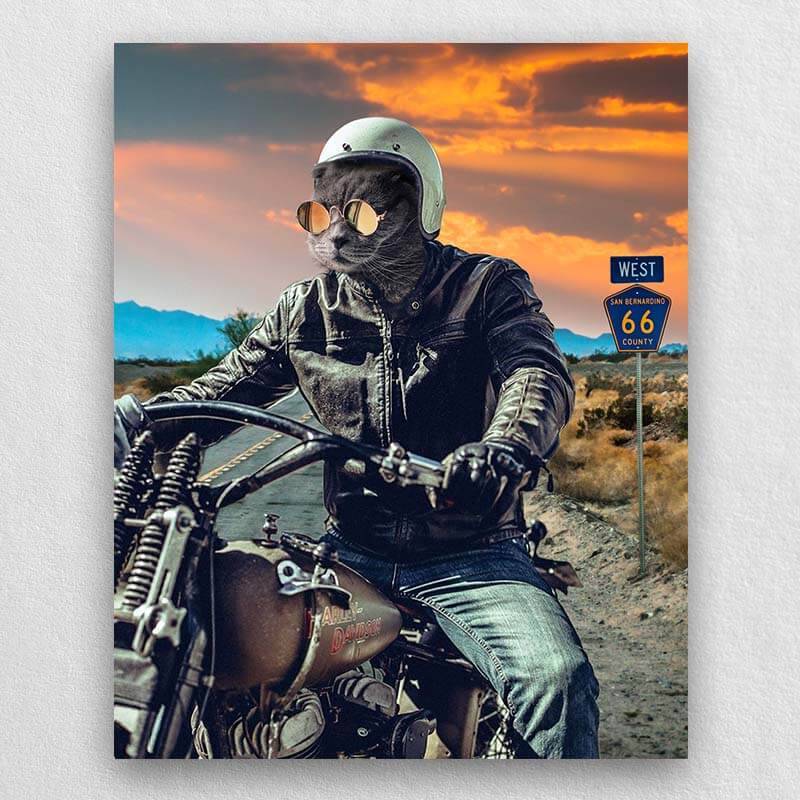 Motorcycle Rider Funny Cat Portraits Vogue Dog Portrait