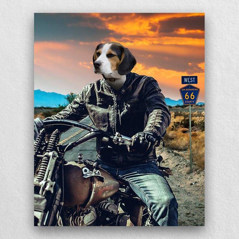 Motorcycle Rider Funny Cat Portraits Vogue Dog Portrait