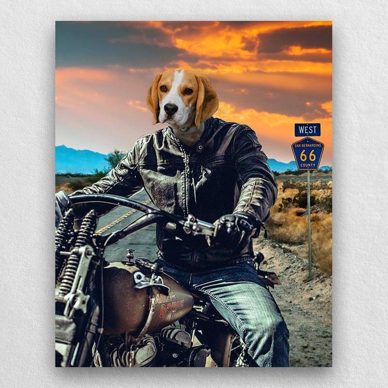 Motorcycle Rider Funny Cat Portraits Vogue Dog Portrait