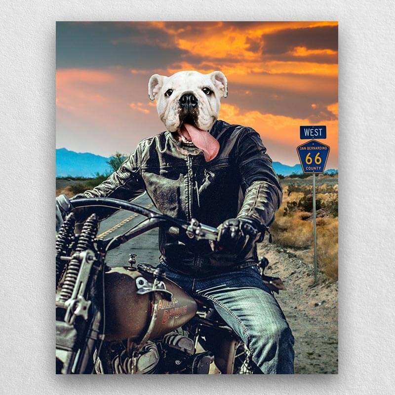 Motorcycle Rider Funny Cat Portraits Vogue Dog Portrait