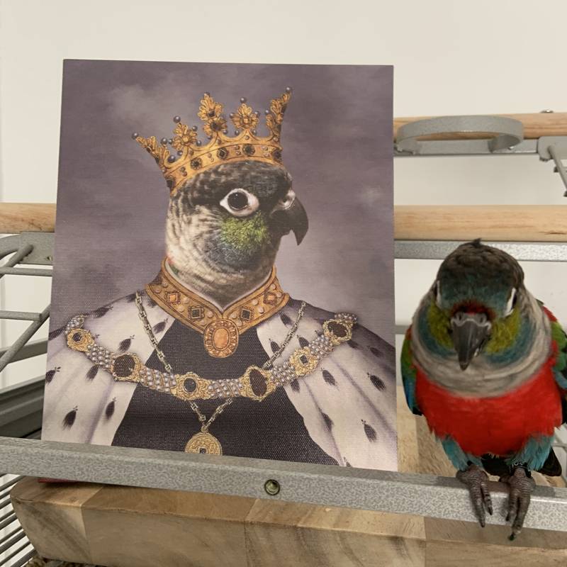 Best Royal King Custom Pet Portraits