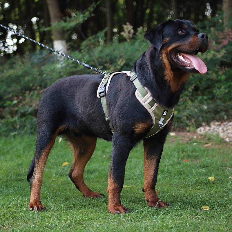 Dog Harness With Custom Printed Velcro Patch