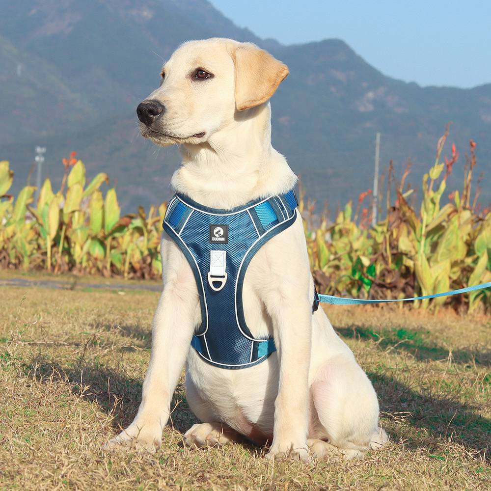 Dog Harness With Custom Printed Velcro Patch