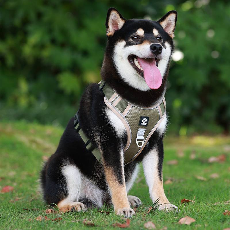 Dog Harness With Custom Printed Velcro Patch